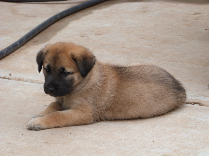 chinook dog